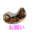 きもち（個別スタンプ：16）