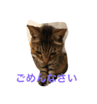 きもち（個別スタンプ：31）