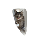 意識高そうな言葉とねこすけです。（個別スタンプ：8）