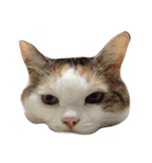 三毛猫ももちゃんの日常（個別スタンプ：1）