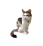 三毛猫ももちゃんの日常（個別スタンプ：2）
