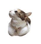 三毛猫ももちゃんの日常（個別スタンプ：3）