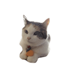 三毛猫ももちゃんの日常（個別スタンプ：4）