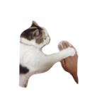 三毛猫ももちゃんの日常（個別スタンプ：5）