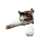 三毛猫ももちゃんの日常（個別スタンプ：6）