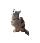 三毛猫ももちゃんの日常（個別スタンプ：7）