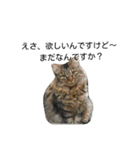 堀口ねこ-1（個別スタンプ：1）