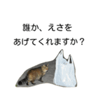 堀口ねこ-1（個別スタンプ：3）