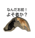 堀口ねこ-1（個別スタンプ：5）