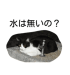 堀口ねこ-1（個別スタンプ：8）