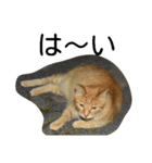 堀口ねこ-1（個別スタンプ：9）