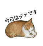 堀口ねこ-1（個別スタンプ：10）