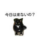 堀口ねこ-1（個別スタンプ：11）
