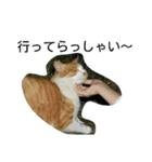 堀口ねこ-1（個別スタンプ：12）