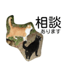 堀口ねこ-1（個別スタンプ：13）