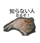 堀口ねこ-1（個別スタンプ：14）
