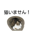 堀口ねこ-1（個別スタンプ：15）