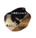 猫の梅子（個別スタンプ：5）