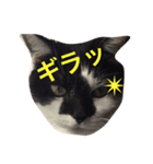 猫の梅子（個別スタンプ：7）