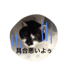 猫の梅子（個別スタンプ：8）