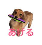 れお 犬 ちぱ フェレット（個別スタンプ：1）