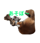 れお 犬 ちぱ フェレット（個別スタンプ：2）
