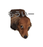 れお 犬 ちぱ フェレット（個別スタンプ：3）