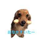 れお 犬 ちぱ フェレット（個別スタンプ：4）