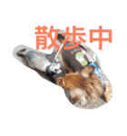れお 犬 ちぱ フェレット（個別スタンプ：5）