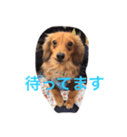 れお 犬 ちぱ フェレット（個別スタンプ：7）