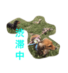 れお 犬 ちぱ フェレット（個別スタンプ：8）