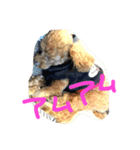 もっぴー（個別スタンプ：6）