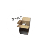 ねこの暮らし（個別スタンプ：1）