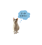 ねこの暮らし（個別スタンプ：2）