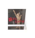 ねこの暮らし（個別スタンプ：3）