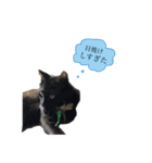 ねこの暮らし（個別スタンプ：4）