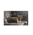 ねこの暮らし（個別スタンプ：5）