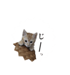 ねこの暮らし（個別スタンプ：6）