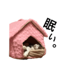 ねこの暮らし（個別スタンプ：7）