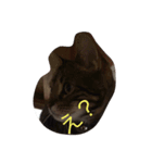 ちょっとした会話にかわいい猫（個別スタンプ：1）