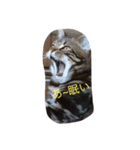 ちょっとした会話にかわいい猫（個別スタンプ：2）