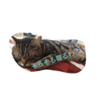 ちょっとした会話にかわいい猫（個別スタンプ：3）