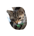 ちょっとした会話にかわいい猫（個別スタンプ：4）