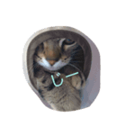 ちょっとした会話にかわいい猫（個別スタンプ：6）