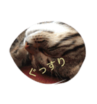ちょっとした会話にかわいい猫（個別スタンプ：8）