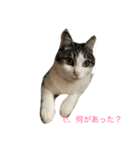 目ヂカラ猫のくー（個別スタンプ：3）