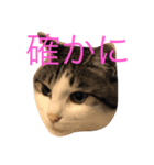 目ヂカラ猫のくー（個別スタンプ：4）