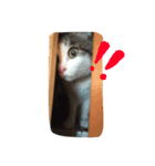 目ヂカラ猫のくー（個別スタンプ：5）