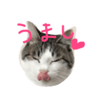 目ヂカラ猫のくー（個別スタンプ：6）