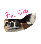 目ヂカラ猫のくー（個別スタンプ：8）